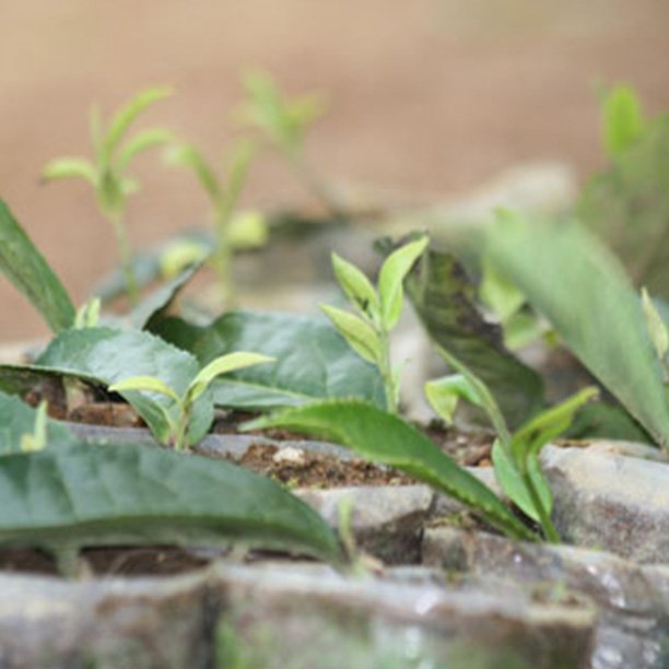 How to Compost Tea Leaves  The Republic of Tea