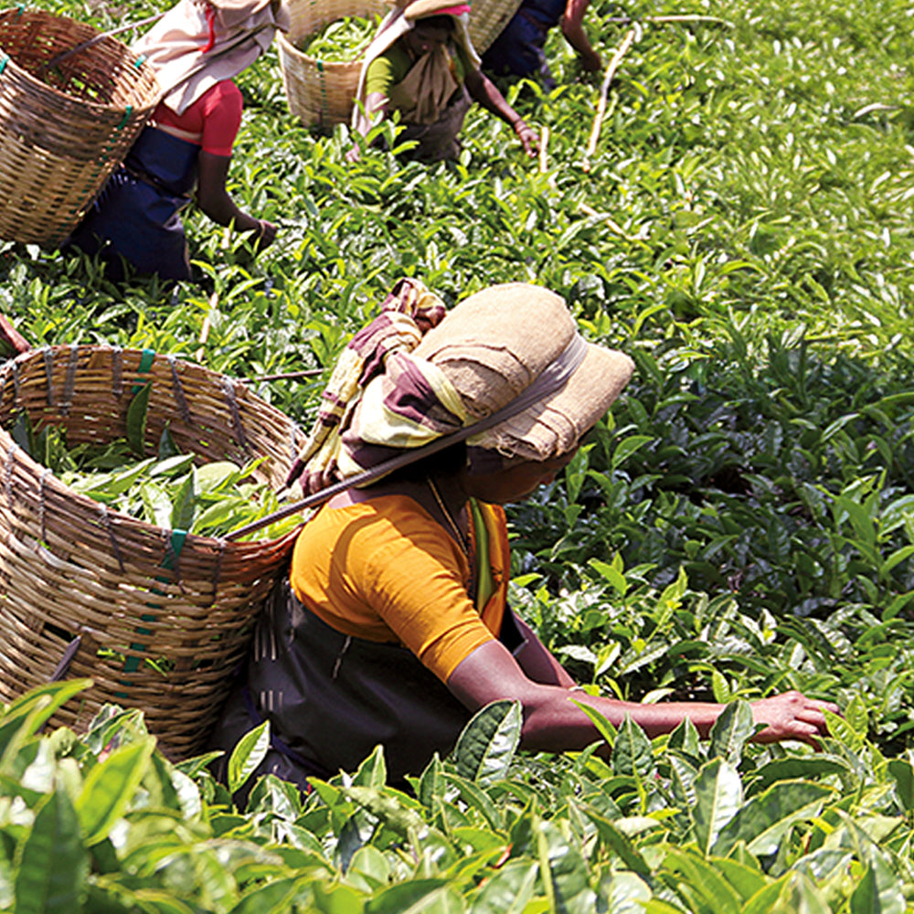 A Legacy of Purpose: How The Republic of Tea Gives Back, Sip by Sip®