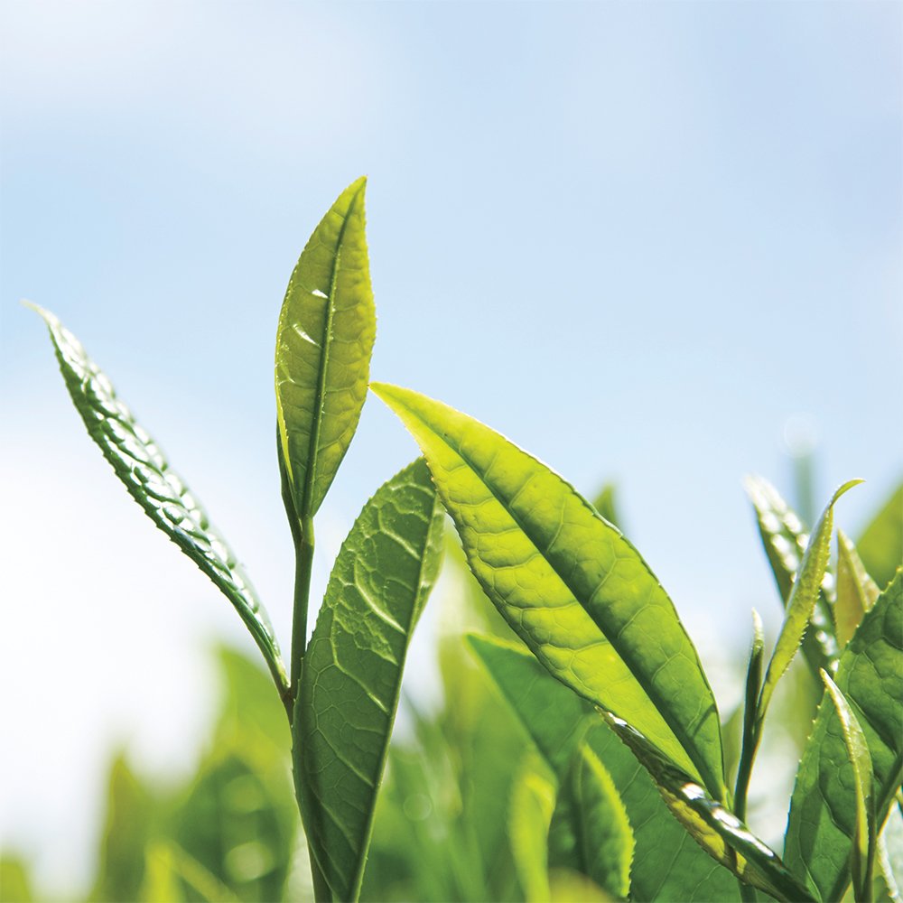 Tea Certifications
