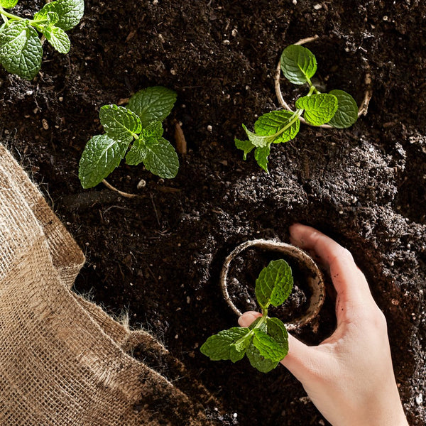 The Republic of Tea Strengthens Commitment to Sustainability With Innovative Green Business Practices