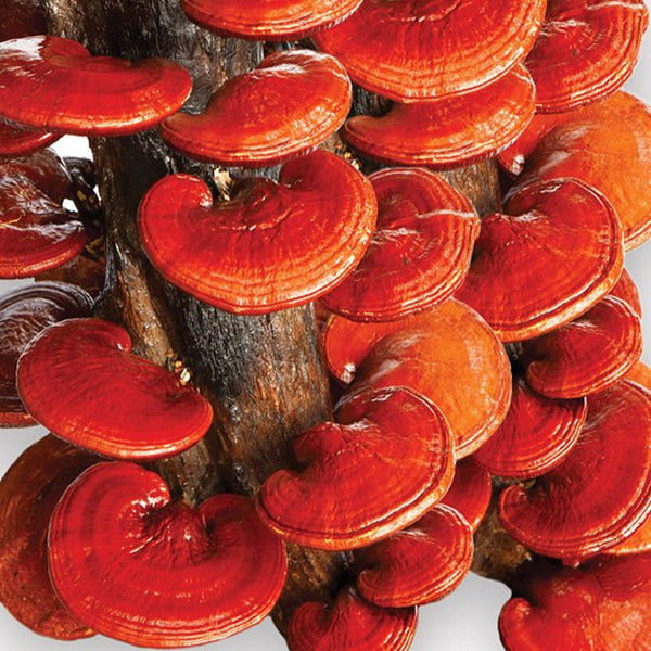 Reishi: The Mushroom of Immortality