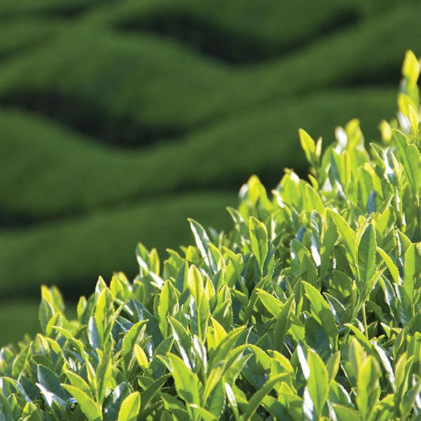 Japanese Green Tea Varieties