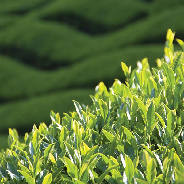 Tea Sourcing