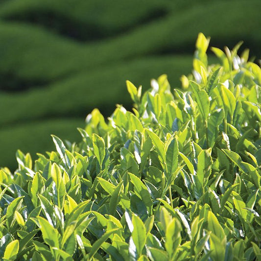 Benefits of Drinking Oolong Tea