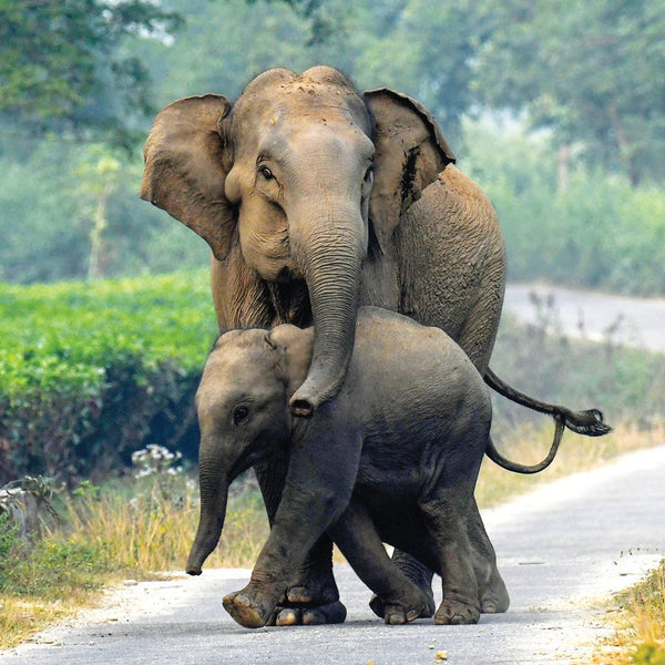 Support World Elephant Day® with Elephant-Friendly Teas