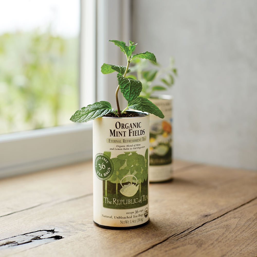Upcycling with Tea – The Republic of Tea