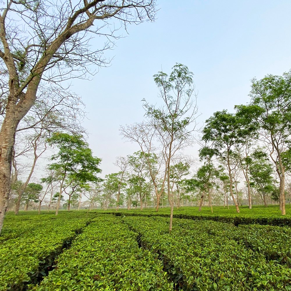 Biodynamic Tea Farm Cultivating a Sustainable Future: Our New Regenerative Organic Certifi ...