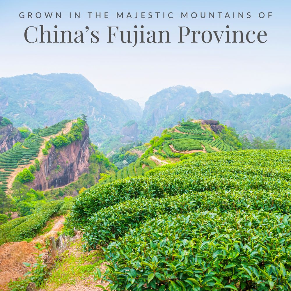 Ginger Peach 100% White Tea Bags