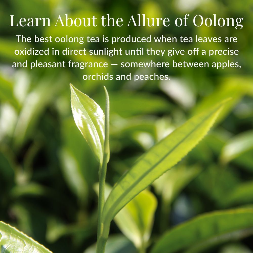 Milk Oolong Full-Leaf Tea