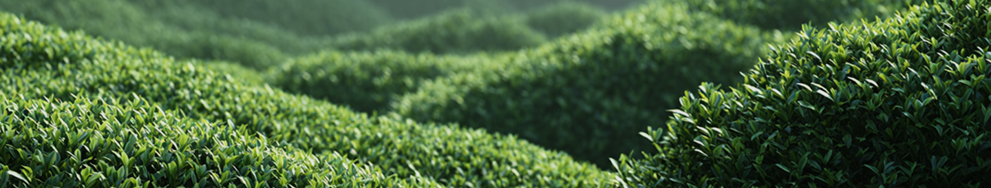 Main Blog Banner Image