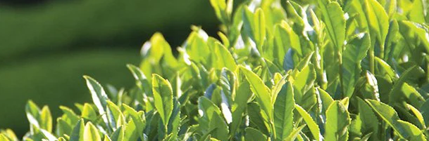 Account – The Republic of Tea